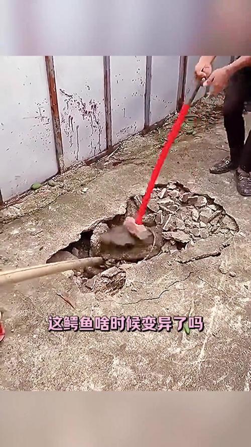 新澳2025正版免費資料和男子意外钓到鳄鱼与男子意外钓到鳄鱼视频