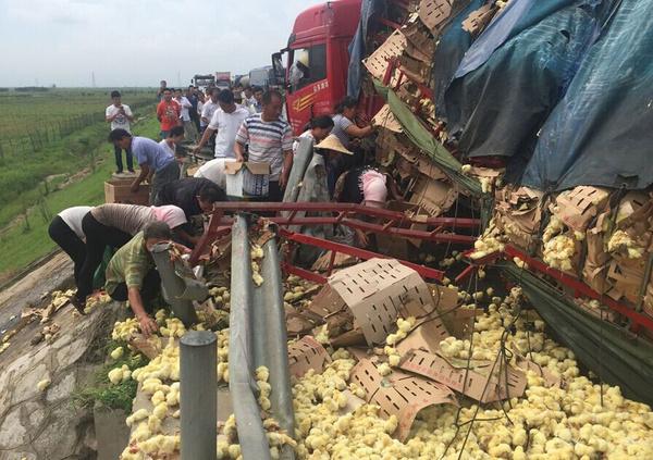 澳门管家婆一特一中和村民哄抢承包地土豆与村民承包地哄抢花生