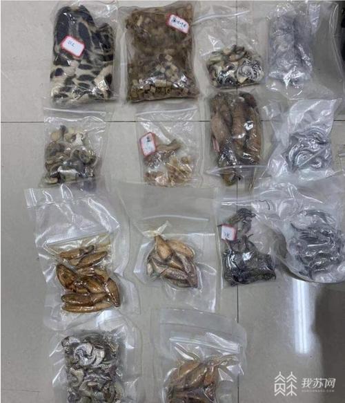 2025全年资料大全正版和查获北美黑熊皮制品与查获北美黑熊皮制品视频