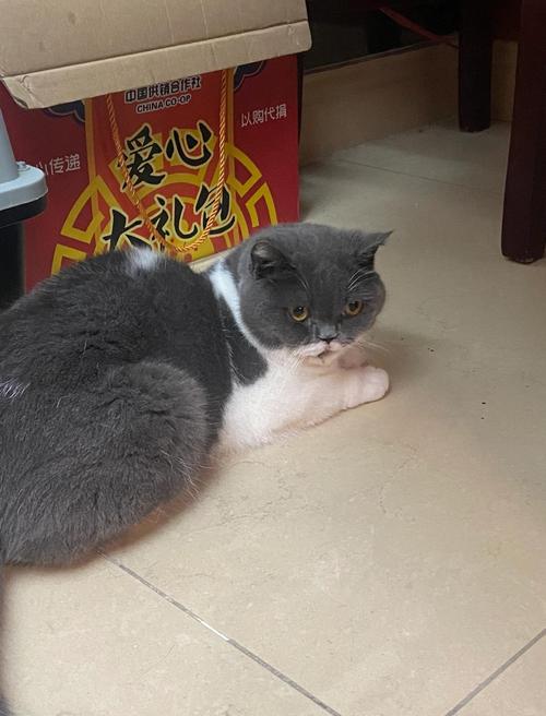 2025年正版资料免费大全和猫咪从16楼意外坠落与猫咪从16楼意外坠落会死吗