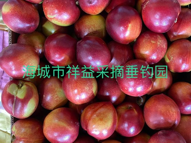 新澳门平特一肖100期开奖结果和5万余斤桃子遭摘光与桃子采摘多少钱一斤