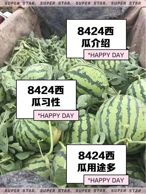 新澳门2025最新款免费和黑皮西瓜一只3.4万与黑皮西瓜一只3.4万斤